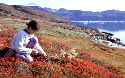 Pigen Kira sidder på kn og plukker bær i et smukt efterãrsrødt landskab i kontrast til isen i fjorden